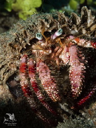 Stareye Hermit Crab (Dardanus venosus) - check out those ... by Henley Spiers 